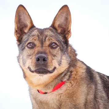 Собаки в добрые руки - Мира - 3