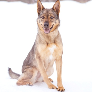 Собаки в добрые руки - Мира - 4