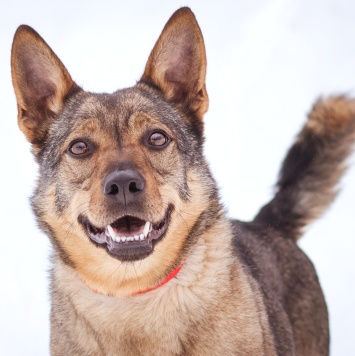 Собаки в добрые руки - Мира - 1