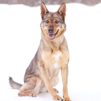 Собаки в добрые руки - Мира - 2