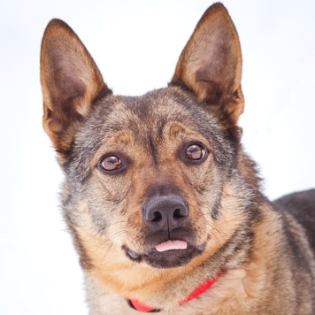 Собаки в добрые руки - Мира - 3