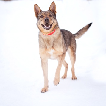 Собаки в добрые руки - Мира - 4