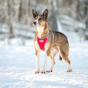 Собаки в добрые руки - Фрося - 1
