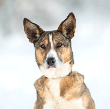 Собаки в добрые руки - Фрося - 2