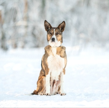 Собаки в добрые руки - Фрося - 3