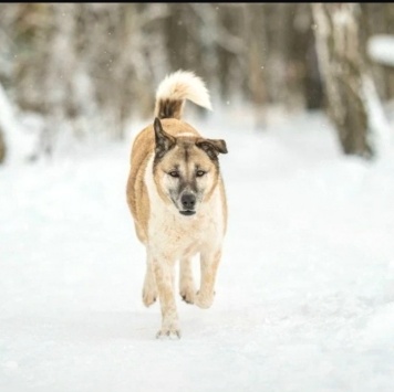 Собаки в добрые руки - Юта - 4