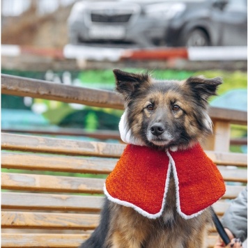 Собаки в добрые руки - Мия