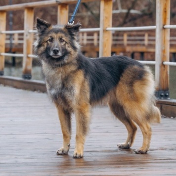 Собаки в добрые руки - Мия - 1