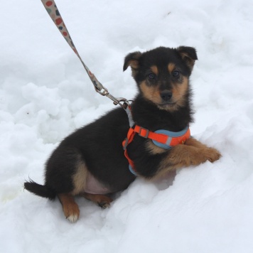 Собаки в добрые руки - Рэкс