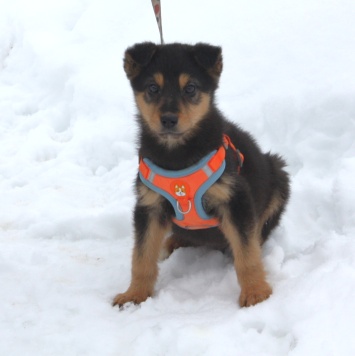 Собаки в добрые руки - Рэкс - 1