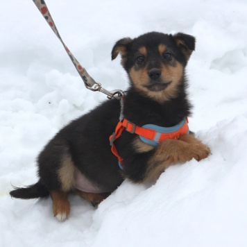 Собаки в добрые руки - Рэкс - 2