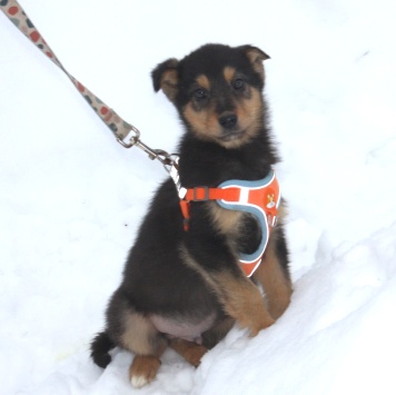 Собаки в добрые руки - Рэкс - 3