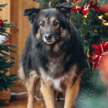Собаки в добрые руки - Митяй