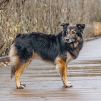 Собаки в добрые руки - Митяй - 1