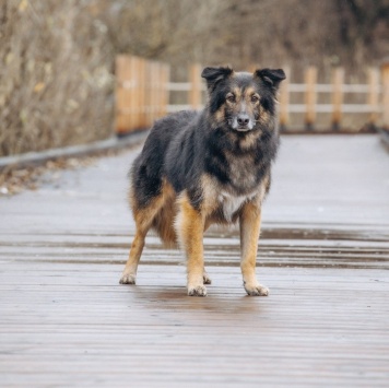 Собаки в добрые руки - Митяй - 2