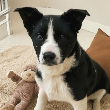 Матвей - Собаки в добрые руки