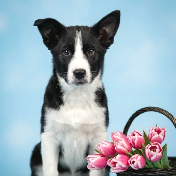 Матвей - Собаки в добрые руки