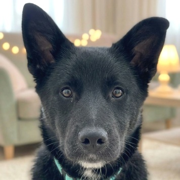 Собаки в добрые руки - Матвей