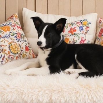 Собаки в добрые руки - Матвей - 1