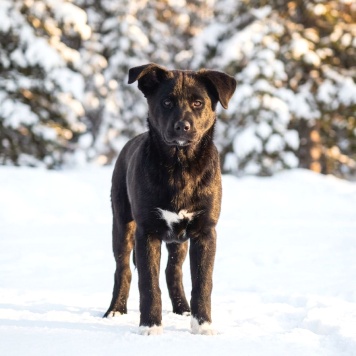 Собаки в добрые руки - Матвей - 1