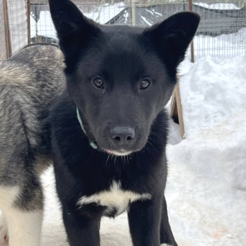 Собаки в добрые руки - Матвей - 2