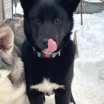 Собаки в добрые руки - Матвей - 3