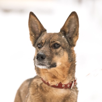 Собаки в добрые руки - Халва