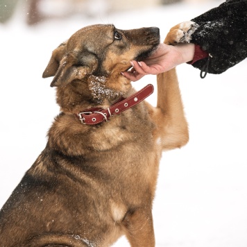 Собаки в добрые руки - Халва - 1