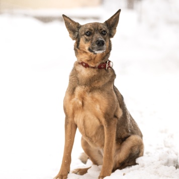 Собаки в добрые руки - Халва - 2