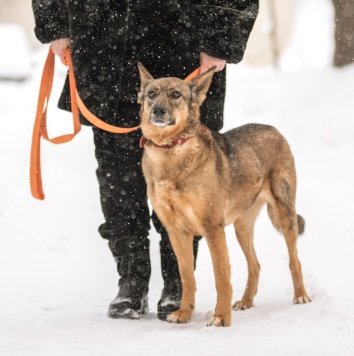 Собаки в добрые руки - Халва - 3
