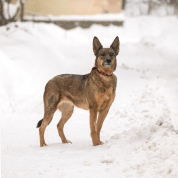 Собаки в добрые руки - Халва - 4