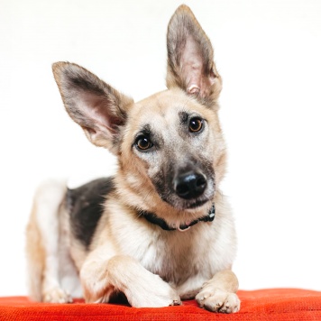 Собаки в добрые руки - Тристан