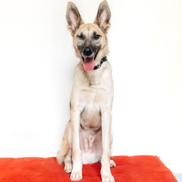 Собаки в добрые руки - Тристан - 1