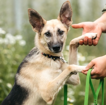 Собаки в добрые руки - Тристан - 2
