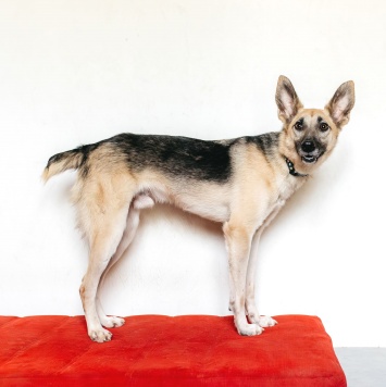 Собаки в добрые руки - Тристан - 3