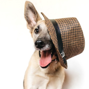 Собаки в добрые руки - Тристан - 4