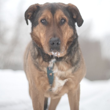 Собаки в добрые руки - Кореш - 1