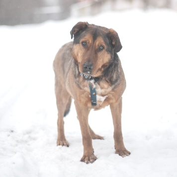 Собаки в добрые руки - Кореш - 2