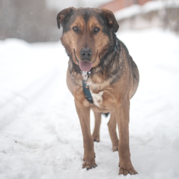 Собаки в добрые руки - Кореш - 3