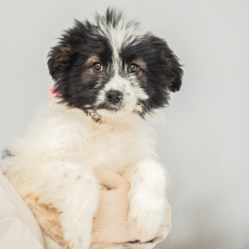 Собаки в добрые руки - Пуша