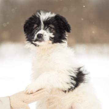 Собаки в добрые руки - Пуша - 1