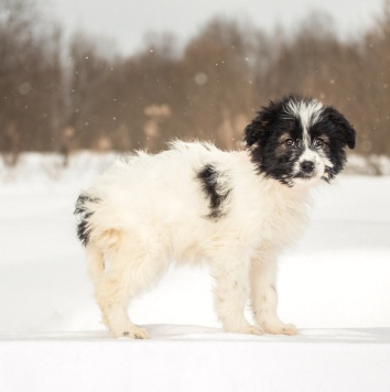 Собаки в добрые руки - Пуша - 2