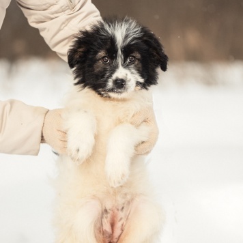 Собаки в добрые руки - Пуша - 3