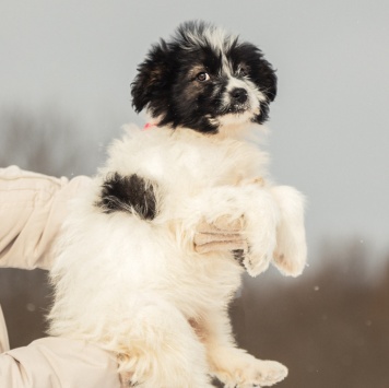 Собаки в добрые руки - Пуша - 4