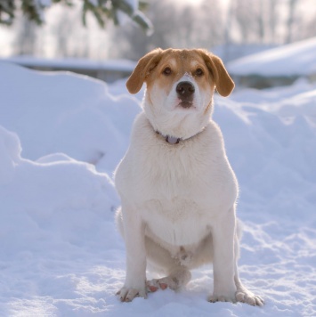 Дин - Собаки в добрые руки