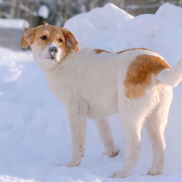 Собаки в добрые руки - Дин - 1