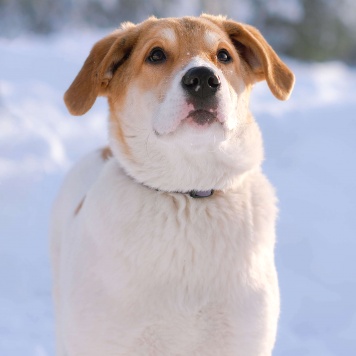 Собаки в добрые руки - Дин - 2