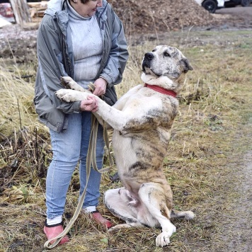 Собаки в добрые руки - Дин - 4