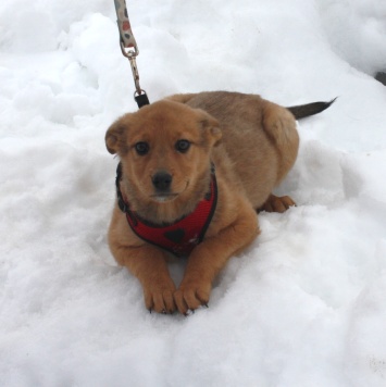 Лиска (Лисёна) - Собаки в добрые руки