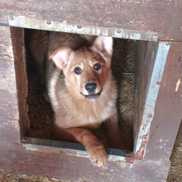 Лиска (Лисёна) - Собаки в добрые руки